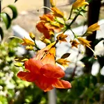 דירה The Old Carpenters House - Corfu Perivólion